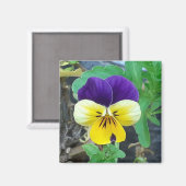 Paarse en gele Pansy Magnet Magneet (Voorkant / Achterkant)