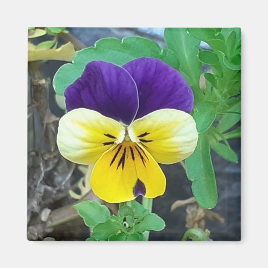 Paarse en gele Pansy Magnet Magneet (Voorkant)