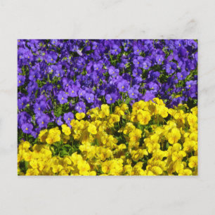Paarse en Gele Viola's Kleurrijke Bloemen Briefkaart