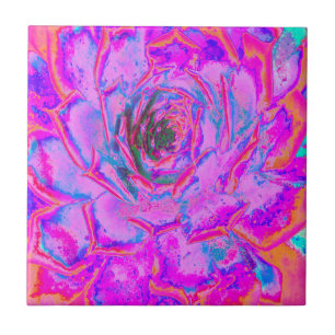 Paarse en Magenta Succulent Sedum Rozet Tegeltje
