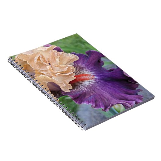 Paarse en perzik baardbaars Iris Bloom Bloemen Notitieboek (Rechterzijde)