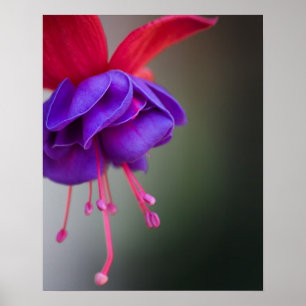 Paarse en rode Fuchsia Flower Poster