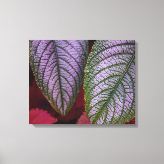 Paarse en rode verlaten canvas afdruk (Voorkant)