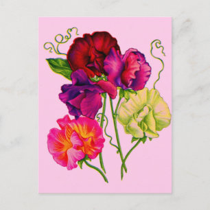 paarse en roze zoete erwt briefkaart