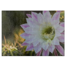 Paarse en Witte Cactus Bloem