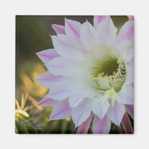 Paarse en witte cactus ventilator magneet