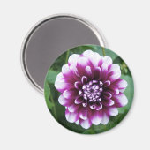 Paarse en Witte Dahlia Magneet (Voorkant / Achterkant)