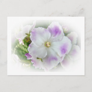 Paarse en witte Fancy Afrikaanse Violetten Briefkaart