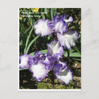 Paarse en witte gele Iris Briefkaart