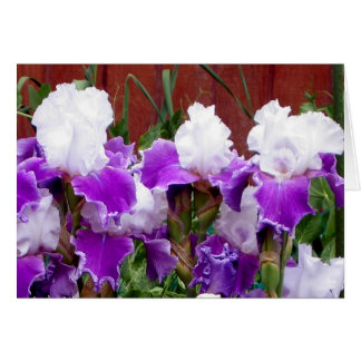 Paarse en witte Irises