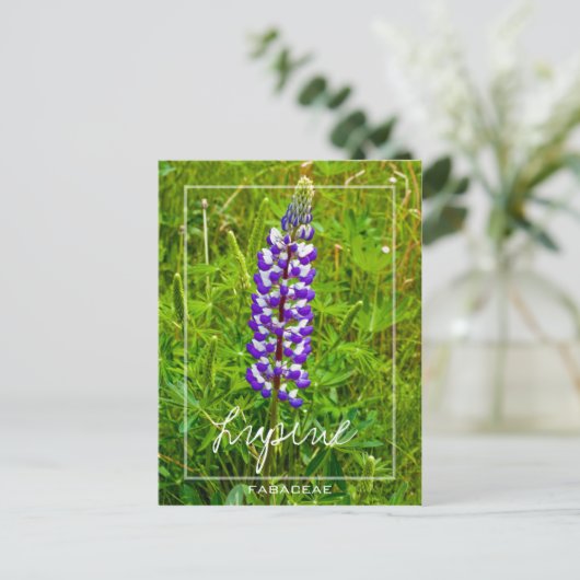 Paarse en witte lupine | Lupin | Lupinus Flower Briefkaart (Staand voorkant)