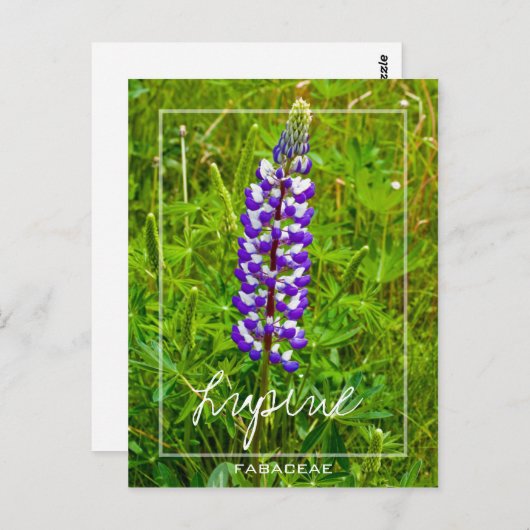 Paarse en witte lupine | Lupin | Lupinus Flower Briefkaart (Voorkant / Achterkant)