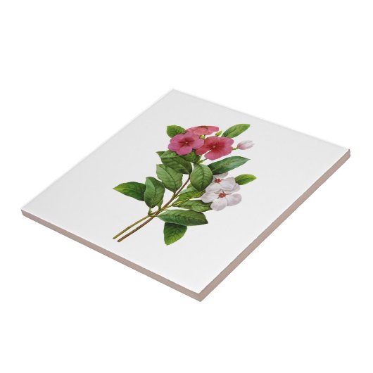 Paarse en witte maagdenpalm van Redoute Tegeltje (Zijkant)