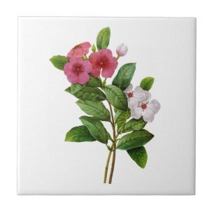 Paarse en witte periwinkle van Redoute Tegeltje