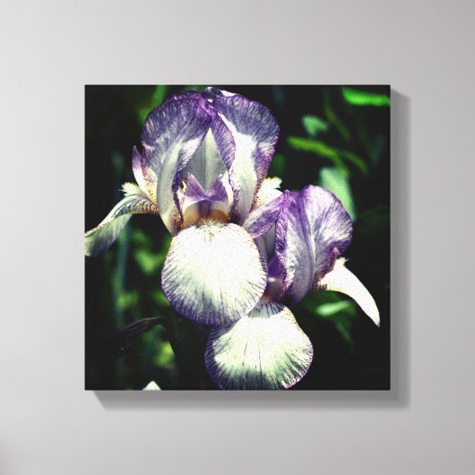 Paarse en witte reuzenpompoen canvas afdruk (Voorkant)