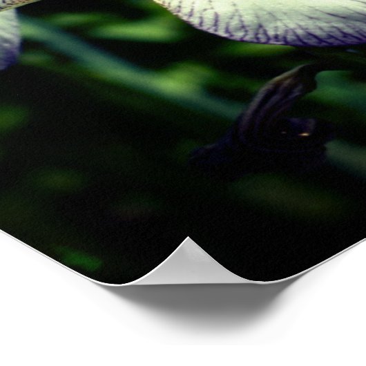 Paarse en witte reuzenpompoen poster (Hoek)