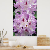 Paarse en witte rododendronbloemen poster (Keuken)