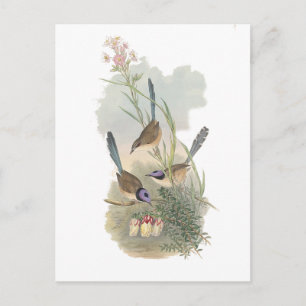 Paarse Fairywren Briefkaart