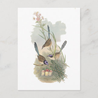 Paarse Fairywren Briefkaart