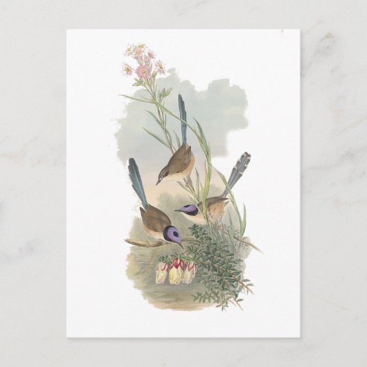 Paarse Fairywren Briefkaart (Voorkant)