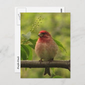 Paarse Finch Briefkaart (Voorkant / Achterkant)