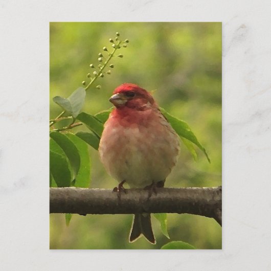 Paarse Finch Briefkaart (Voorkant)