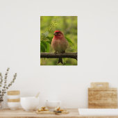Paarse Finch Poster (Keuken)