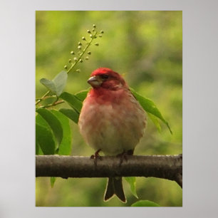 Paarse Finch Poster