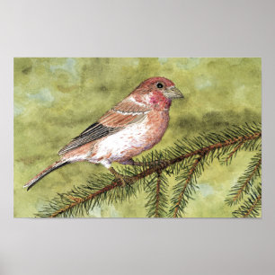 Paarse Finch Poster