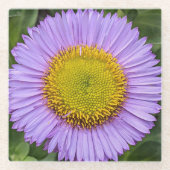 Paarse Fleabane Daisy Floral Glazen Onderzetter (Voorkant)