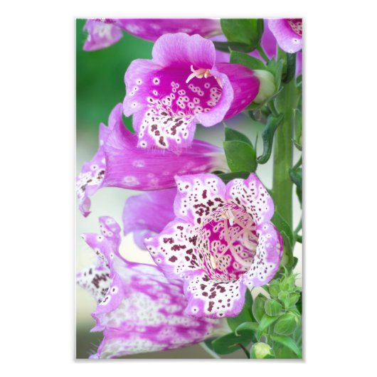 Paarse Foxglove in Full Bloom Foto Afdruk (Voorkant)
