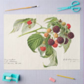  Paarse Framboos Tissuepapier (Craft)