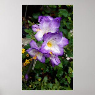 Paarse Freesia Flowers Poster