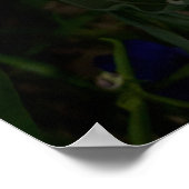 Paarse Freesia Flowers Poster (Hoek)