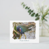 Paarse Gallinule Briefkaart (Staand voorkant)