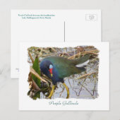 Paarse Gallinule Briefkaart (Voorkant / Achterkant)
