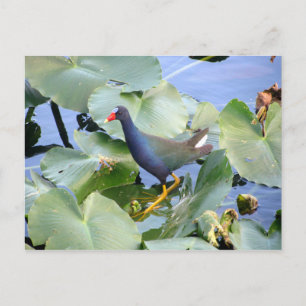 Paarse Gallinule op Lily Pad Briefkaart