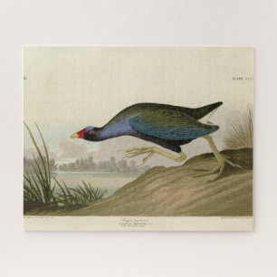 Paarse Gallinule uit Audubon's Birds of America Legpuzzel