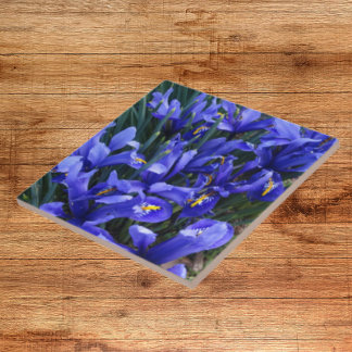 Paarse geïsoleerde Irisse Floral Tegeltje