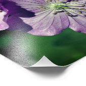  Paarse Geranium Flower Pair Close Up 8x10 Foto Afdruk (Hoek)