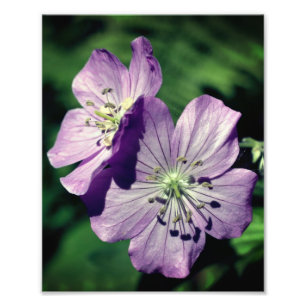 Paarse Geranium Flower Pair Close Up 8x10 Foto Afdruk