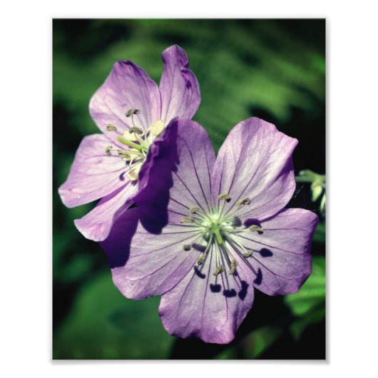  Paarse Geranium Flower Pair Close Up 8x10 Foto Afdruk (Voorkant)