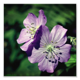 Paarse Geranium Flower Pair Close Up 8x8 Foto Afdruk