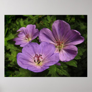 Paarse Geranium Flowers Poster