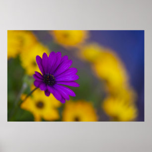 Paarse Gerbera Tussen Gele Bloemen Poster