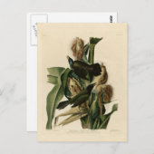 Paarse grakle briefkaart (Voorkant / Achterkant)