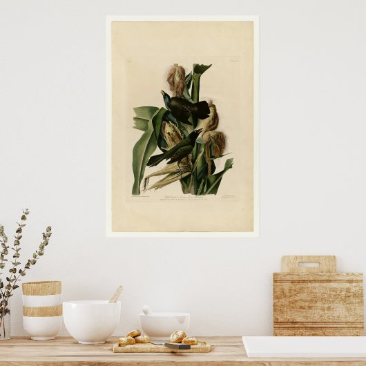 Paarse grakle poster (Keuken)