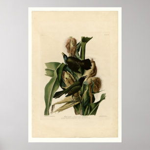 Paarse grakle poster