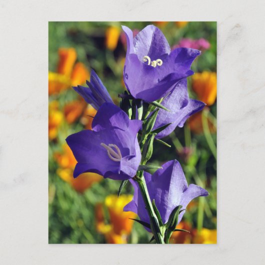Paarse Harebell Flower Briefkaart (Voorkant)