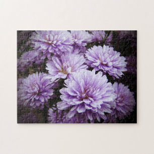 Paarse Haze Chrysanthema Legpuzzel